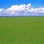 Wheat Fields