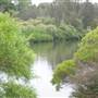 Taree