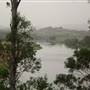 Taree