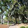 Hyde Park and Archibald Fountain - Sydney CBD
