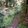 Red Cedar Flat picnic area