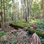 Red Cedar Flat picnic area