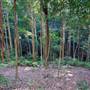 Red Cedar Flat picnic area