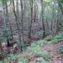 Red Cedar Flat picnic area