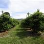 Watkins Orchard (Mandarin & Cumquat)