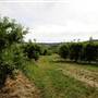 Watkins Orchard (Mandarin & Cumquat)