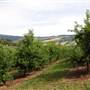 Watkins Orchard (Mandarin & Cumquat)