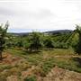Watkins Orchard (Mandarin & Cumquat)