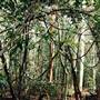 Way Way State Forest