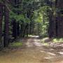 Way Way State Forest