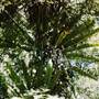 Tristania Falls - Dorrigo National Park