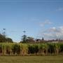 Tweed Valley 2 of 2