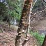 Killen Falls