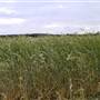 Baradine to Coonabarabran road