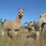 Armidale Area