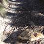 Bushrangers Cave