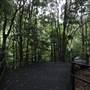 Minnamurra Rainforest Walk