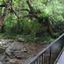 Minnamurra Rainforest Walk