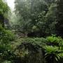 Minnamurra Rainforest Walk