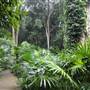 Minnamurra Rainforest Walk