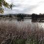 Lake Illawarra North-Budjong Creek Wetland