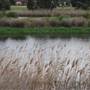 Lake Illawarra North-Budjong Creek Wetland