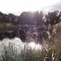 Lake Illawarra North-Budjong Creek Wetland