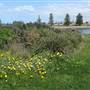 Shellharbour 2