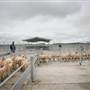 Central West Livestock Exchange