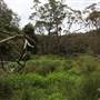 Narrabeen