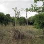 Brownlow Hill - File 2