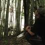 Private Properties - Bamboo, Jungle, Exotic, Forest