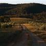 Hopeful Ranch Olive Farm File 1