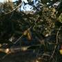 Hopeful Ranch Olive Farm File 1
