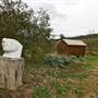 Hopeful Ranch Olive Farm File 2