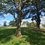 Centennial Park