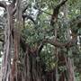 Maiden Theatre - Royal Botanic Garden Sydney