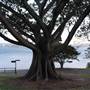 Mrs. Macquarie's Point - Royal Botanic Garden Sydney