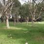 Centennial Park - Equestrian Grounds