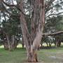 Centennial Park - Lachlan Reserve