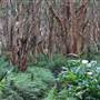 Centennial Park - Lachlan Swamp