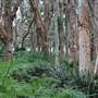 Centennial Park - Lachlan Swamp