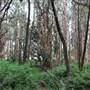 Centennial Park - Lachlan Swamp