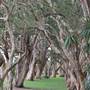 Centennial Park - Lachlan Swamp