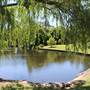 Centennial Park - Musgrave Pond
