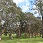 Centennial Park - Paperbark Grove