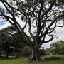 Centennial Park - Paperbark Grove
