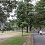 Centennial Park - Paperbark Grove