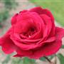 Centennial Park - Rose Garden