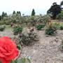 Centennial Park - Rose Garden
